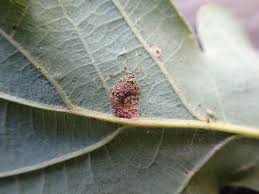 Attēlu rezultāti vaicājumam “Eucosma aspidiscana”