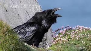 Attēlu rezultāti vaicājumam “Corvus corax”