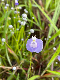 Attēlu rezultāti vaicājumam “Utricularia minor flower”