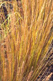Attēlu rezultāti vaicājumam “Molinia caerulea fruit”
