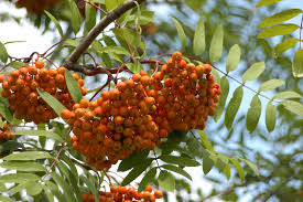 Attēlu rezultāti vaicājumam “Sorbus aucuparia fruit”