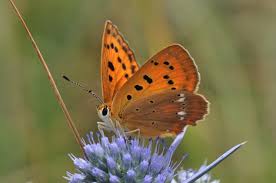 Attēlu rezultāti vaicājumam “Lycaena virgaureae”