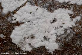 Attēlu rezultāti vaicājumam “Athelia arachnoidea”