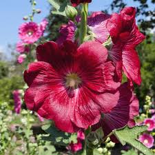 Image result for Alcea (althaea) rosea
