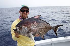 Image result for Eumegistus illustris