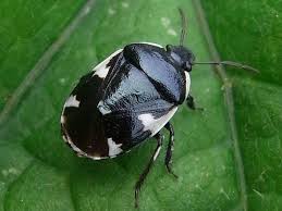 Attēlu rezultāti vaicājumam “Tritomegas bicolor imago”