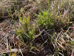 Attēlu rezultāti vaicājumam “Pedicularis palustris subsp. opsiantha”