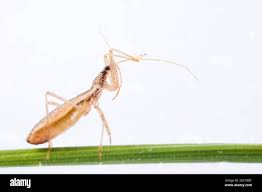 Attēlu rezultāti vaicājumam “Nabis limbatus”