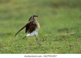 Image result for Glareola maldivarum