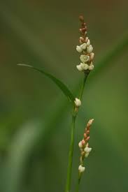 Attēlu rezultāti vaicājumam “Sphacelotheca hydropiperis”