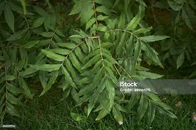 Attēlu rezultāti vaicājumam “Pterocarya fraxinifolia leaf”