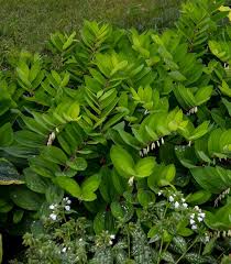 Attēlu rezultāti vaicājumam “Polygonatum odoratum fruit”