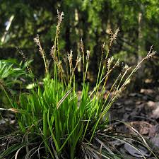 Attēlu rezultāti vaicājumam “Carex digitata”