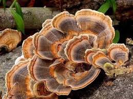 Attēlu rezultāti vaicājumam “Trametes versicolor”