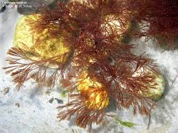 Attēlu rezultāti vaicājumam “Ceramium sp.”