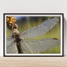 Attēlu rezultāti vaicājumam “Orthetrum brunneum”