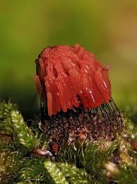 Attēlu rezultāti vaicājumam “Trichia ambigua macro”