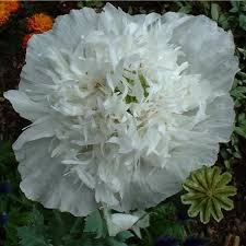 Image result for Papaver somniferum White Cloud