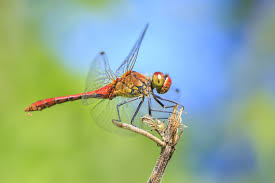 Attēlu rezultāti vaicājumam “Sympetrum sanguineum male”