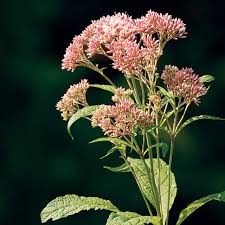 Attēlu rezultāti vaicājumam “Euura acutifoliae”