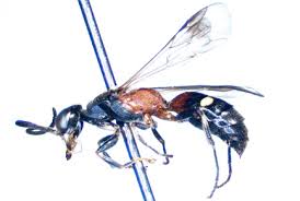 Attēlu rezultāti vaicājumam “Crabronidae”