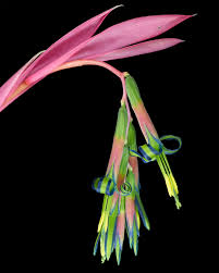 Attēlu rezultāti vaicājumam “Taraxacum officinale aggr. flower”