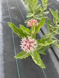 Attēlu rezultāti vaicājumam “Cirsium x rigens flower”