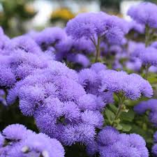 Image result for Leberbalsam