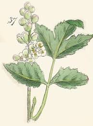 Attēlu rezultāti vaicājumam “Actaea spicata flower”