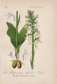 Attēlu rezultāti vaicājumam “Platanthera bifolia leaf”