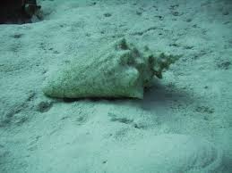 Image result for Aliger gigas