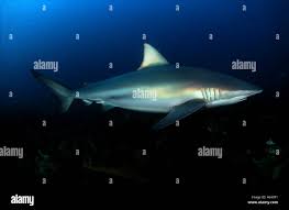 Image result for Carcharhinus brachyurus