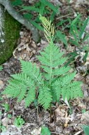 Attēlu rezultāti vaicājumam “Botrychium virginianum”