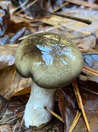 Attēlu rezultāti vaicājumam “Hygroamblystegium humile sporophyte”