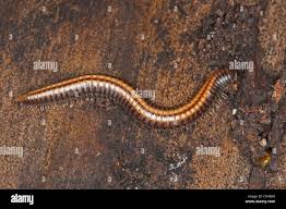 Attēlu rezultāti vaicājumam “Ommatoiulus sabulosus”