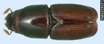 Attēlu rezultāti vaicājumam “Scolytus scolytus, Scolytus multistriatus”