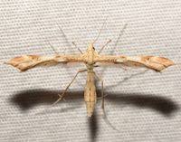 Attēlu rezultāti vaicājumam “Gillmeria pallidactyla”