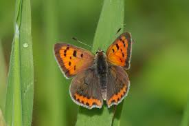 Attēlu rezultāti vaicājumam “Lycaena phlaeas female”
