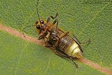 Attēlu rezultāti vaicājumam “Lampyridae”