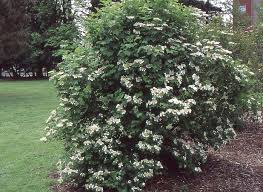 Attēlu rezultāti vaicājumam “Viburnum opulus bud”