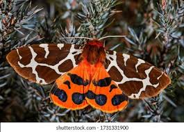 Attēlu rezultāti vaicājumam “Arctia caja”