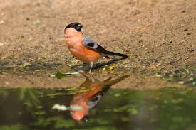 Attēlu rezultāti vaicājumam “Pyrrhula pyrrhula”