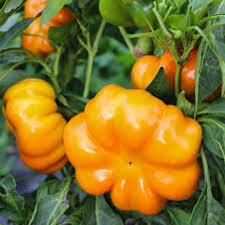 Afbeeldingsresultaat voor topepo giallo sweet pepper