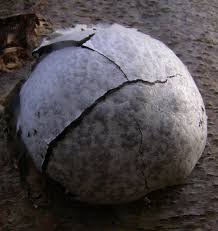 Attēlu rezultāti vaicājumam “Enteridium variabile spores”