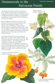 Attēlu rezultāti vaicājumam “Malvaceae”