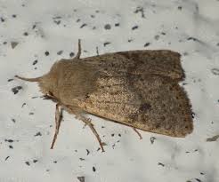 Attēlu rezultāti vaicājumam “Orthosia cruda”