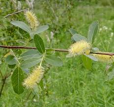 Attēlu rezultāti vaicājumam “Salix pentandra flower”