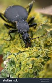 Attēlu rezultāti vaicājumam “Cychrus caraboides”