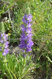 Image result for Campanula spicata