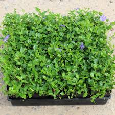 Attēlu rezultāti vaicājumam “Vinca minor”